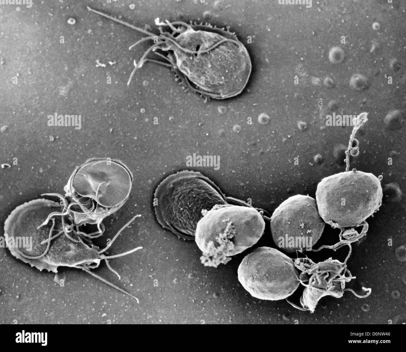 Si tratta di scanning electron microfotografia (SEM) in vitro Giardia lamblia cultura che erano state coltivate in bile-free TYI-S-33 Foto Stock