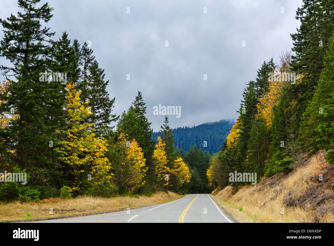 Road fino a Hurricane Ridge nel Parco Nazionale di Olympic, Penisola Olimpica, Washington, Stati Uniti d'America Foto Stock
