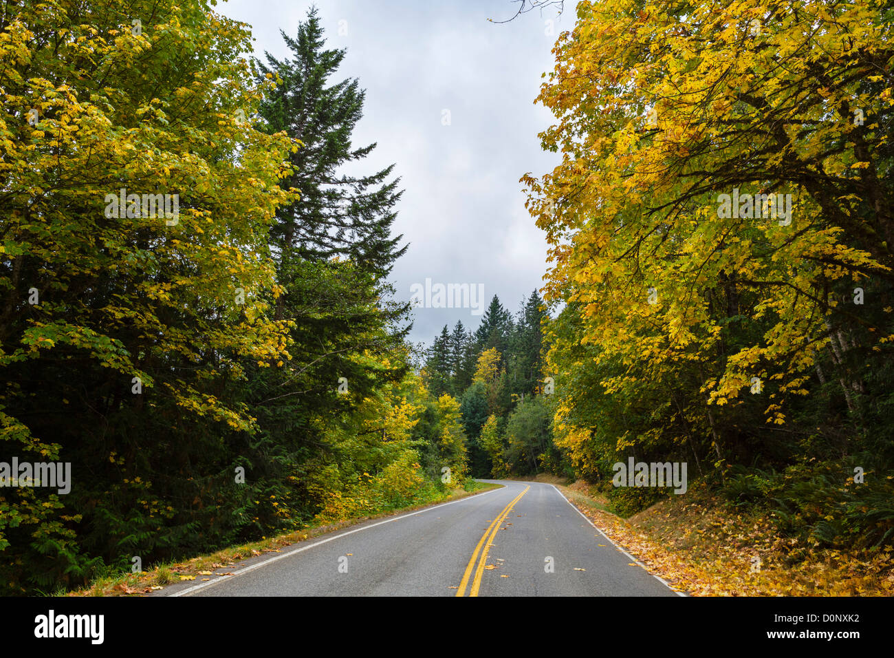 Road fino a Hurricane Ridge nel Parco Nazionale di Olympic, Penisola Olimpica, Washington, Stati Uniti d'America Foto Stock