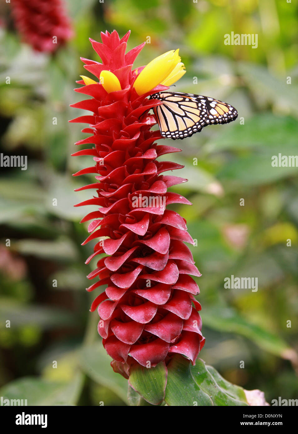 Lo zenzero a spirale, di costo barbatus, Costaceae. Costa Rica, America centrale. La Monarch (Milkweed) farfalla, Danaus plexippus alimentazione. Foto Stock