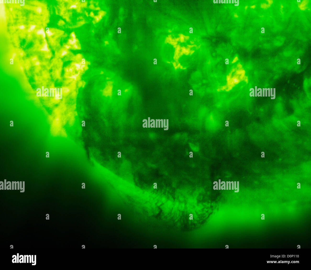 La struttura nera vicino alla parte inferiore dell'immagine solare è in risalto 50 volte larghezza terra rompendo Sun. immagine è in estrema Foto Stock