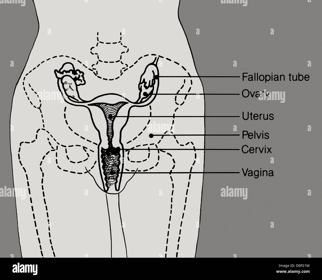 Un disegno di una donna di zona pelvica che mostra le tube di Falloppio,  ovaie, utero, della cervice e la vagina Foto stock - Alamy