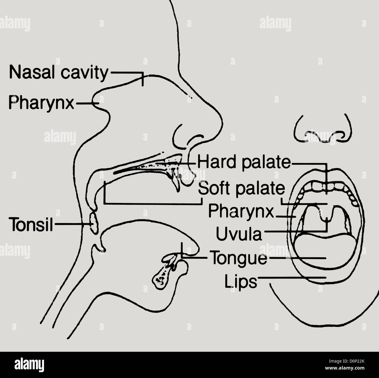 Un disegno che mostra vista frontale della bocca e vista laterale del viso. Foto Stock