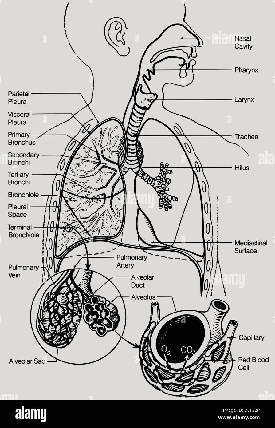 Un dettagliato disegno della linea della umana sistema respiratorio incluse caratteristiche interne come bronchiole terminale. Foto Stock