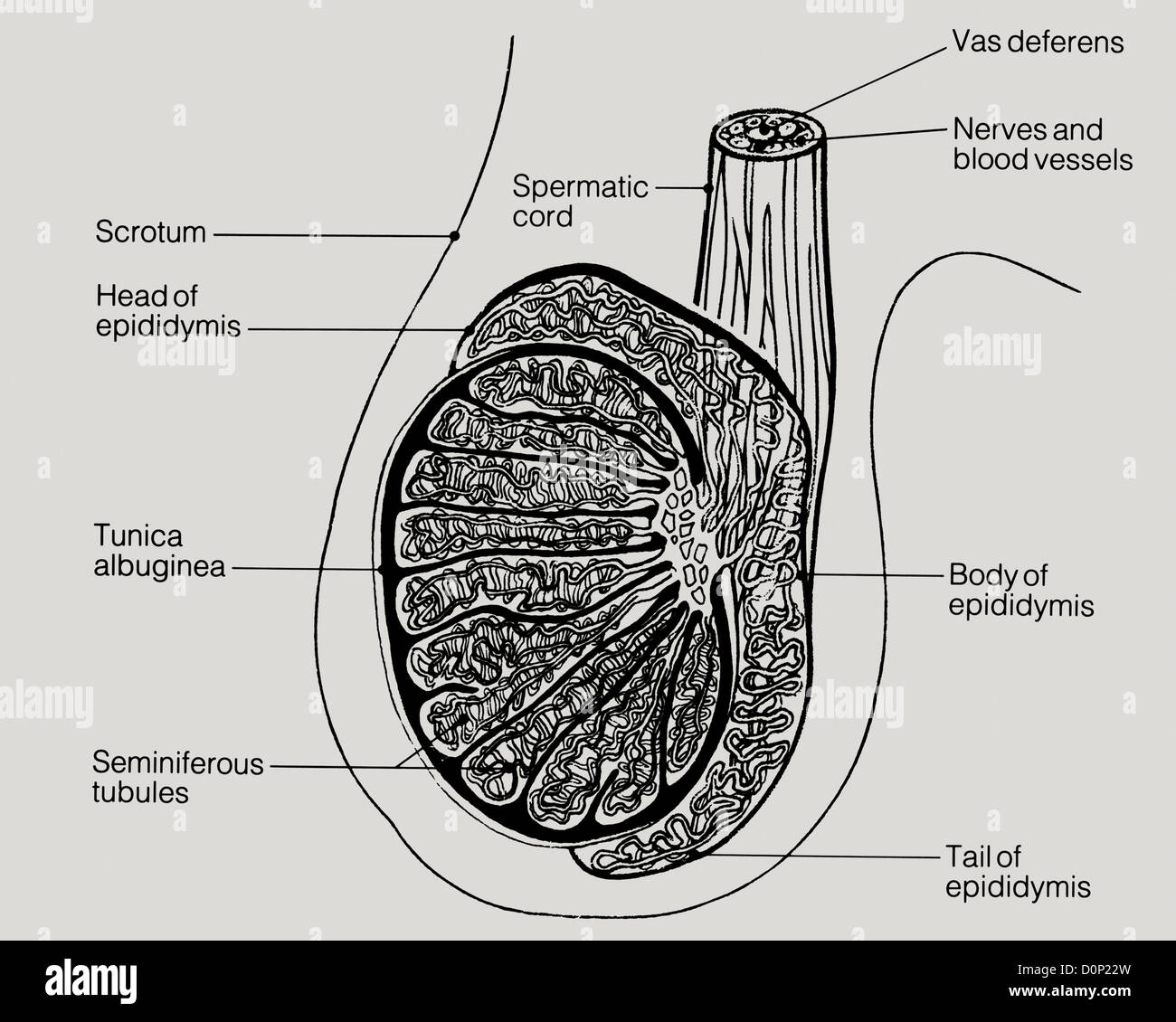 Un disegno lineare di una vista laterale di testicoli umani, compreso lo scroto, epididimo, e vas deferens. Foto Stock