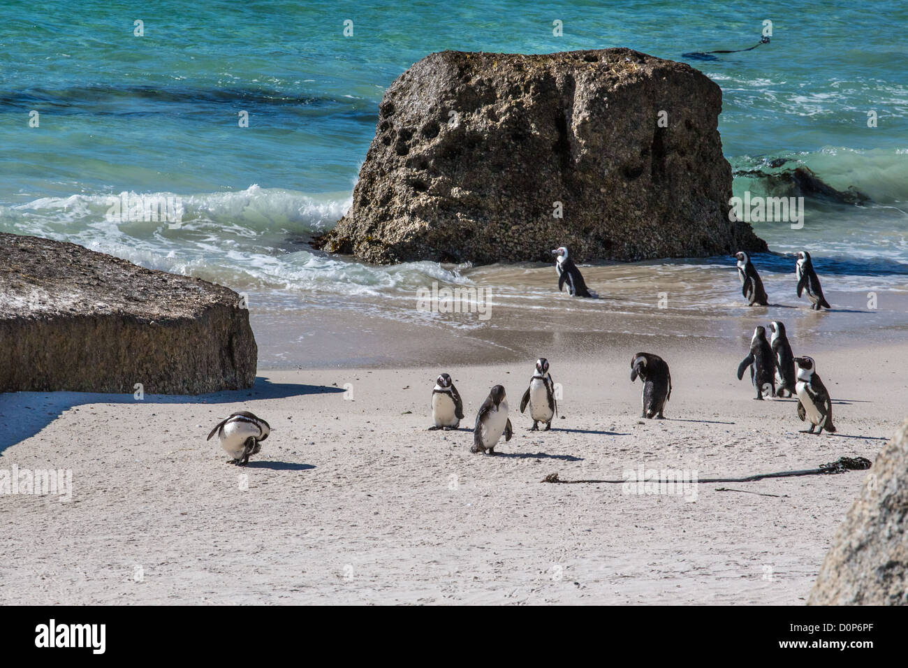 I Penguins africani o nero-footed Penguin in Sud Africa la Table Mountain National Park Foto Stock