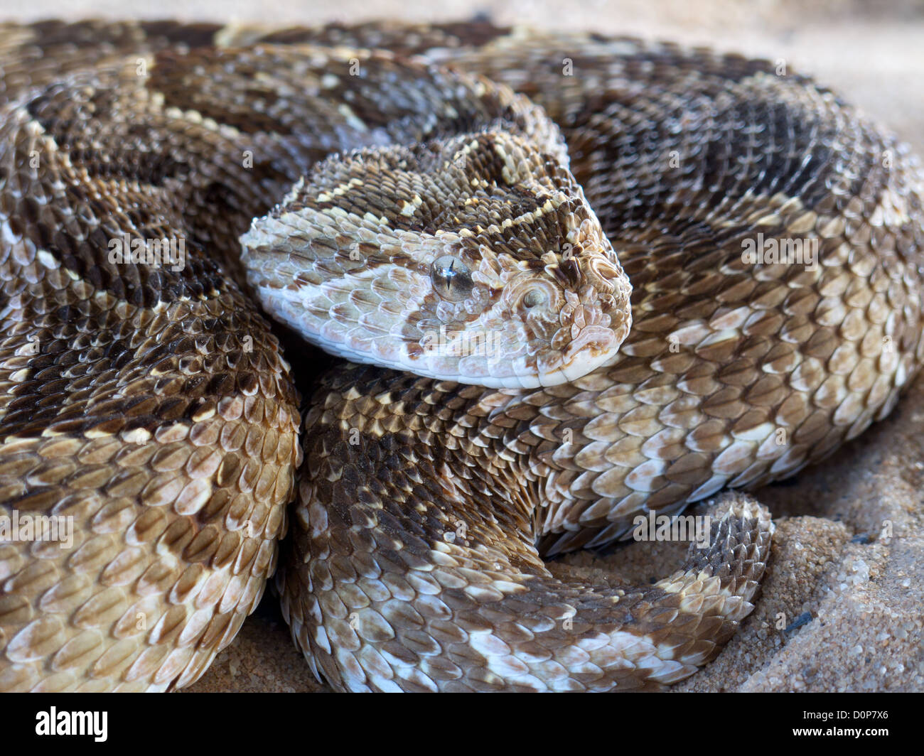 Close-up di un soffio sommatore (Bitis arietans) snake pronto per colpire Foto Stock