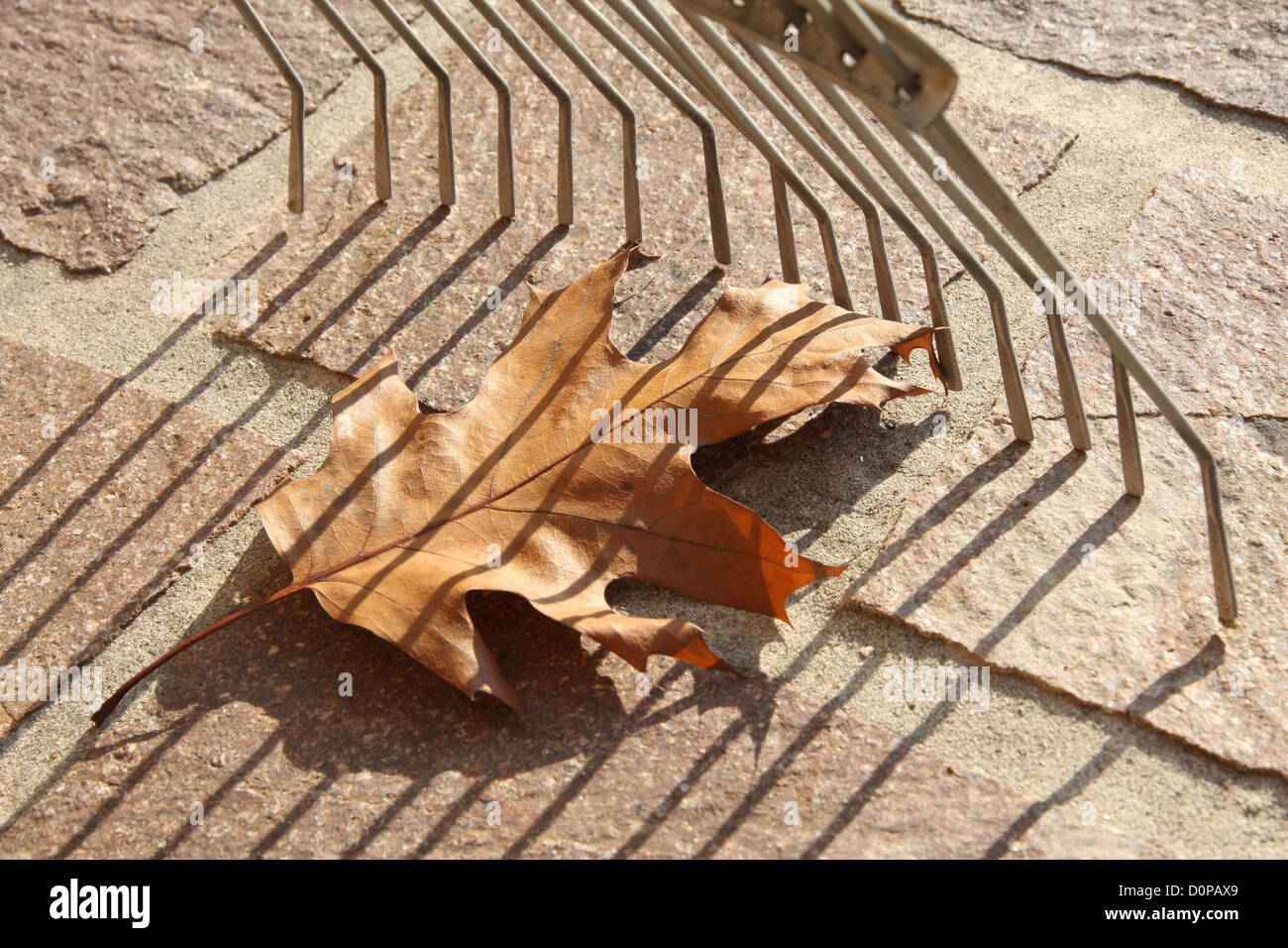Suggerimenti del rastrello di acciaio per raccogliere foglie decidue del giardino Foto Stock