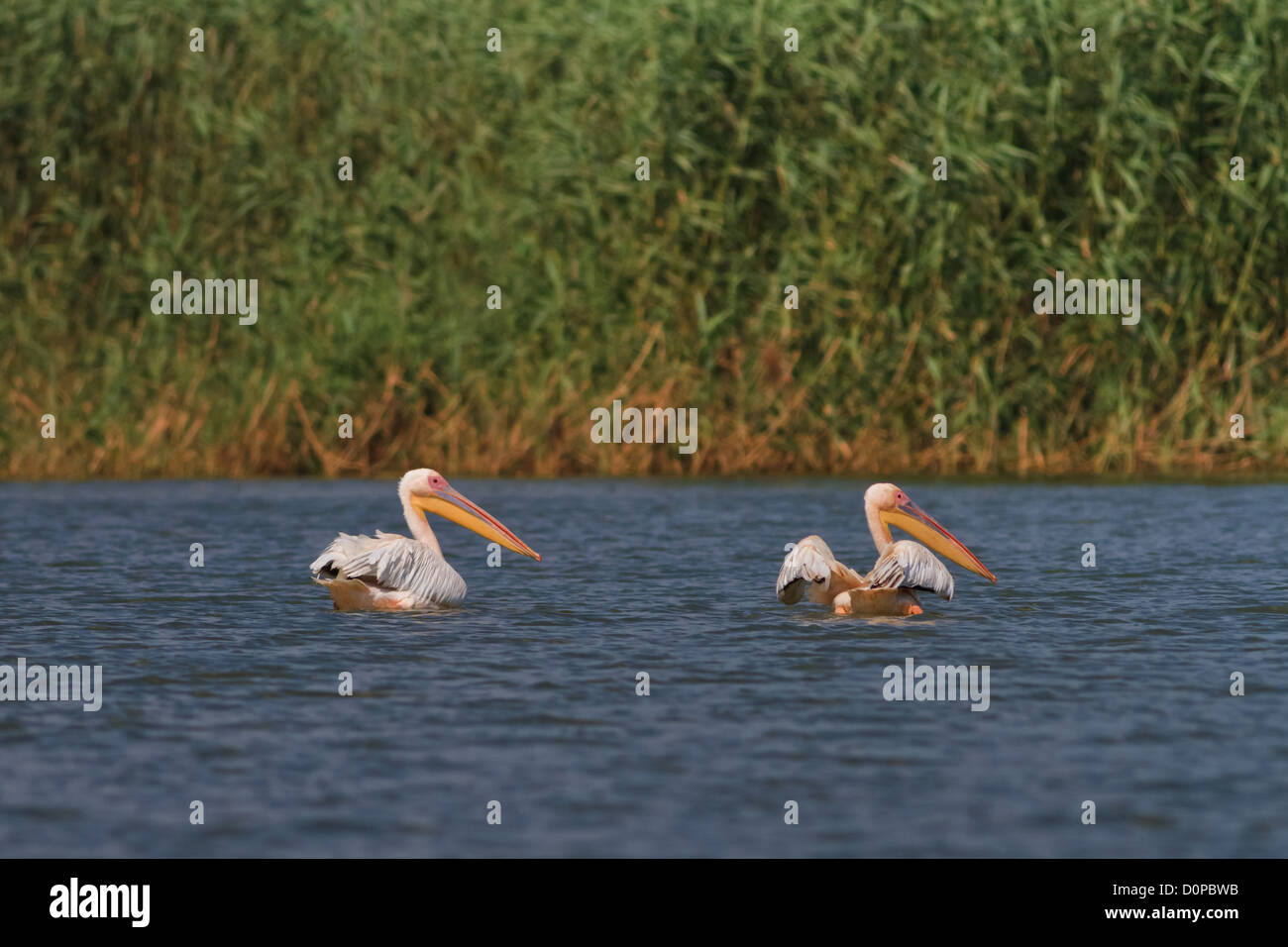 Pellicani nel Delta del Danubio Foto Stock