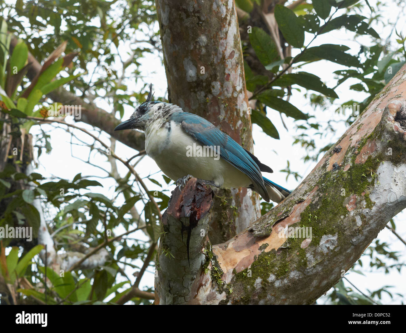 Bianco-throated Magpie-Jays; Calocitta Formosa,Costa Rica; America Centrale Foto Stock