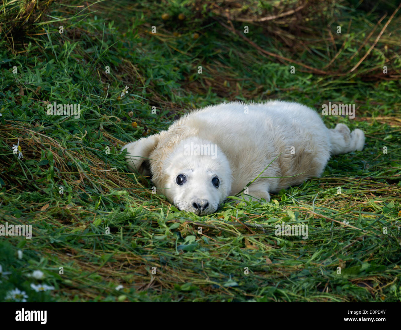 Atlantico guarnizione grigio pup (Halichoerus grypus) Foto Stock