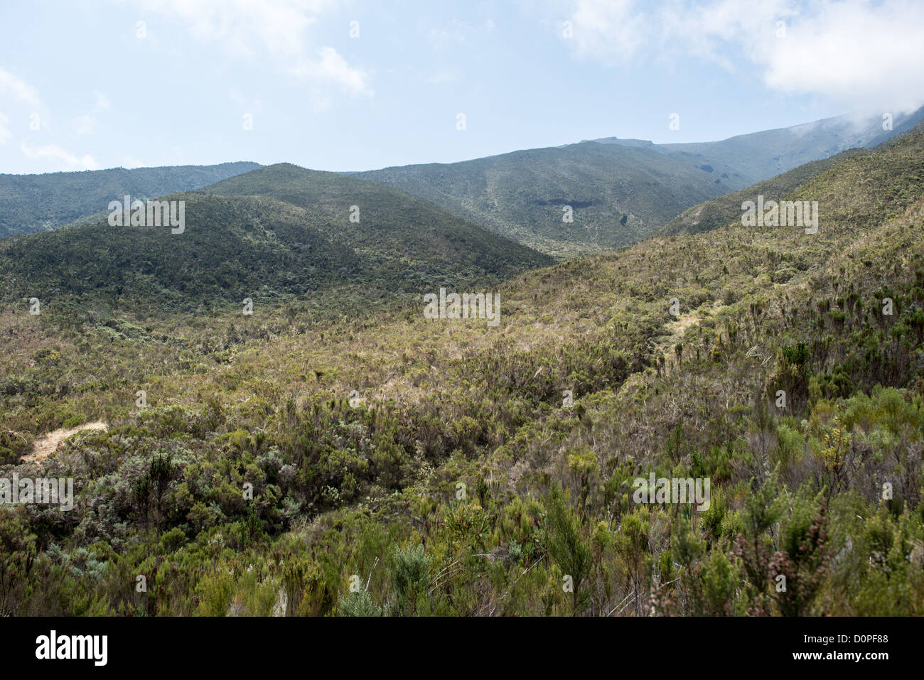 MONTE KILIMANJARO, Tanzania: Il paesaggio della zona brughiera lungo il sentiero Lemosho del monte Kilimanjaro tra il Big Tree Camp e l'altopiano di Shira. La zona della brughiera si verifica in genere ad altitudini comprese tra i 9.000 e i 13.000 metri sul picco più alto dell'Africa. Il Lemosho Trail è ampiamente considerato uno dei percorsi più panoramici sul monte Kilimanjaro, avvicinandosi alla montagna da ovest. Questa sezione del sentiero collega il Big Tree Camp, situato a circa 9.500 metri, con l'altopiano di Shira, uno dei tre coni vulcanici del Kilimangiaro. La zona della brughiera rappresenta un'area ecologica di transizione tra il monte mountai Foto Stock