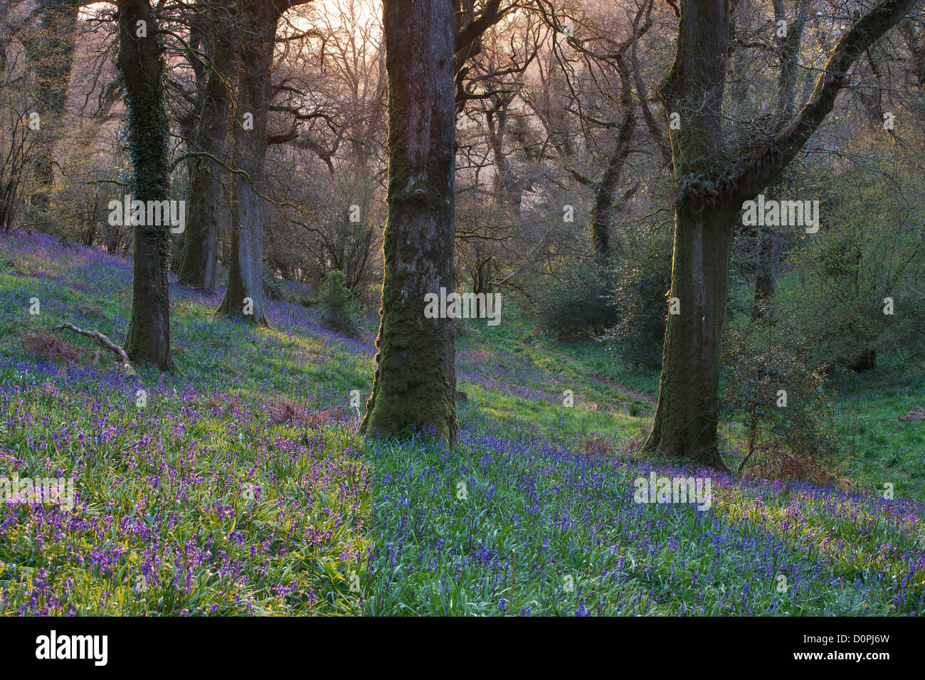 Bluebell boschi, Dorset, England, Regno Unito Foto Stock