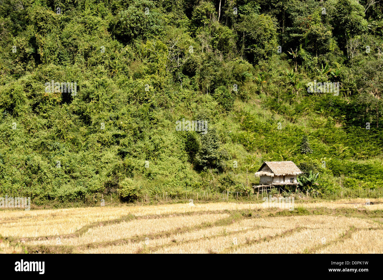 Rise Paddy Bamboo Hut Luang Namtha Laos // LUANG NAMTHA, Laos — Una capanna di bambù funge da rifugio per i coltivatori di riso umidi, poiché si occupano dei campi e delle colture nella provincia di Luang Namtha nel Laos settentrionale. Queste strutture tradizionali forniscono una protezione essenziale dalle condizioni atmosferiche durante la stagione di coltivazione del riso ad alta intensità di lavoro. La coltivazione del riso umido, conosciuta localmente come coltivazione del risone, costituisce la spina dorsale della vita agricola in questa provincia montuosa. La provincia di Luang Namtha confina con la Cina e il Myanmar nel Laos settentrionale, dove l'agricoltura di sussistenza rimane centrale per il sostentamento rurale. La regione" Foto Stock