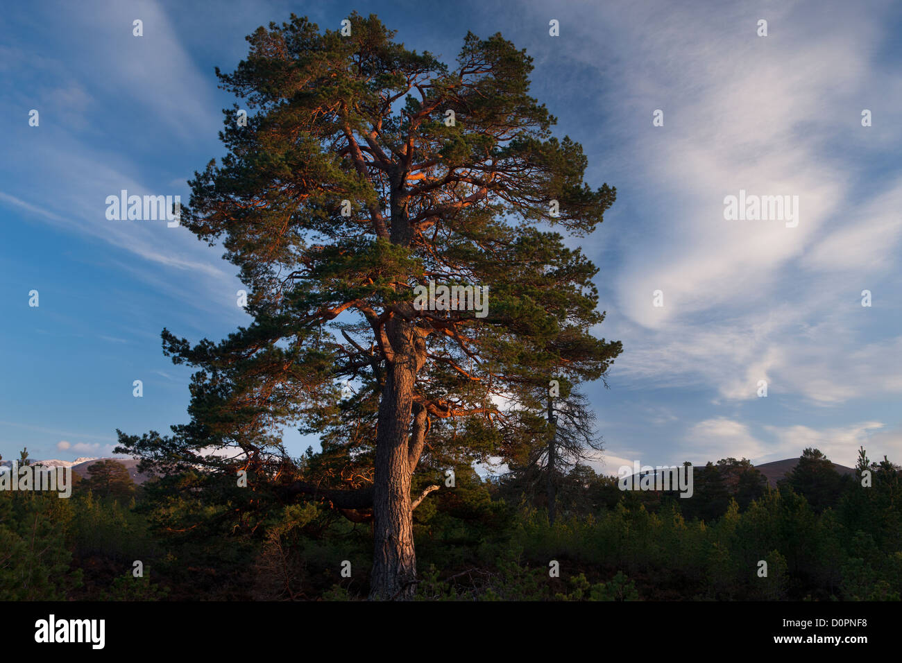 Un Caledonian Pine Tree nella foresta Rothiemurchus, Cairngorms National Park, Scotland, Regno Unito Foto Stock