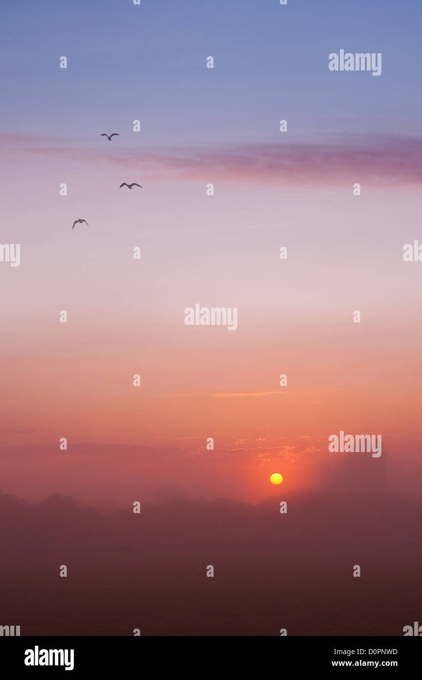 Una bella misty sunrise con tre uccelli in volo. Foto Stock