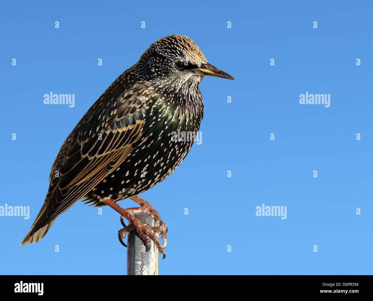 Un arroccato starling uccello vicino. Foto Stock