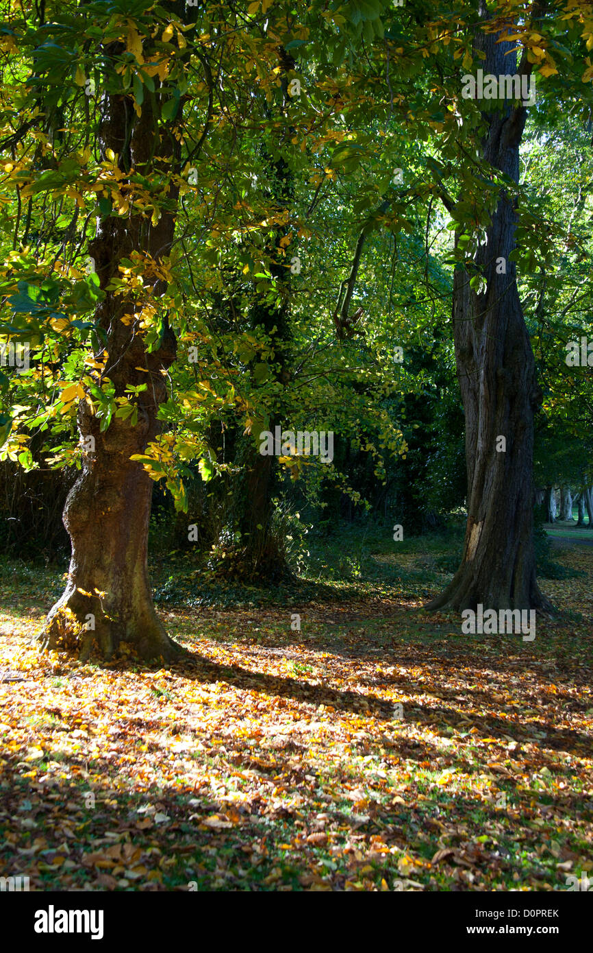 Ippocastano albero con foglie di autunno nel Parco Cabinteely Dublino Irlanda Foto Stock