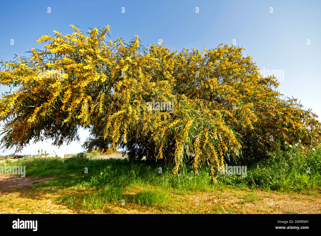 Fioritura mimosa tree nei campi dal Portogallo in primavera Foto Stock