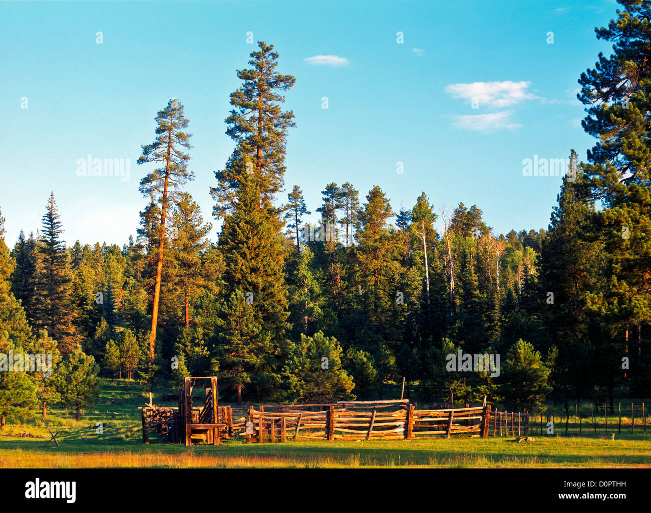 Il Corral del bestiame Vicino a Alpine, Apache National Forest, orientale in Arizona. Stati Uniti d'America Foto Stock