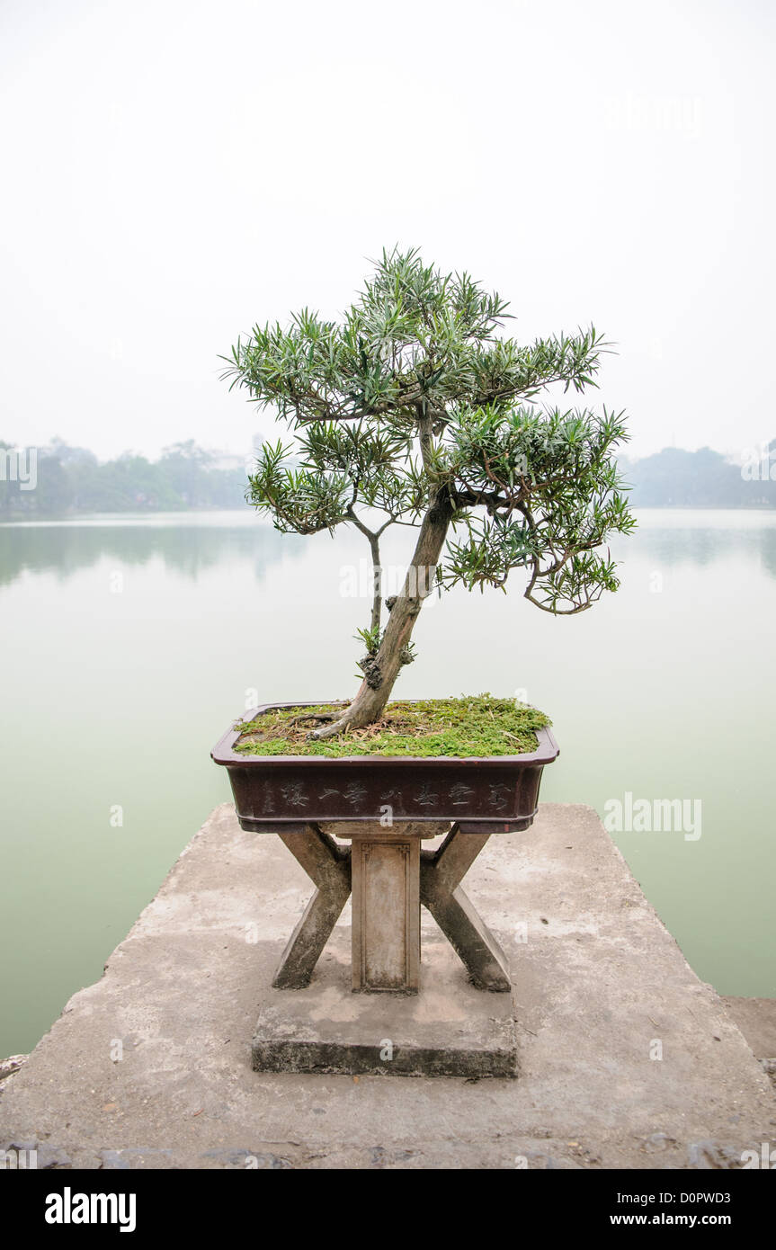 Bonsai Tree Ngoc Son Temple Hoan Kiem Lake Hanoi Vietnam // HANOI, Vietnam - albero Bonsai presso il Tempio della montagna di Giada (Tempio di Ngoc Son) sul Lago Hoan Kiem nel cuore del centro storico di Hanoi. Il tempio è stato fondato sulla piccola isola di Jade vicino alla riva settentrionale del lago nel XVIII secolo ed è in onore del leader militare del XIII secolo Tran Hung Dao. Foto Stock
