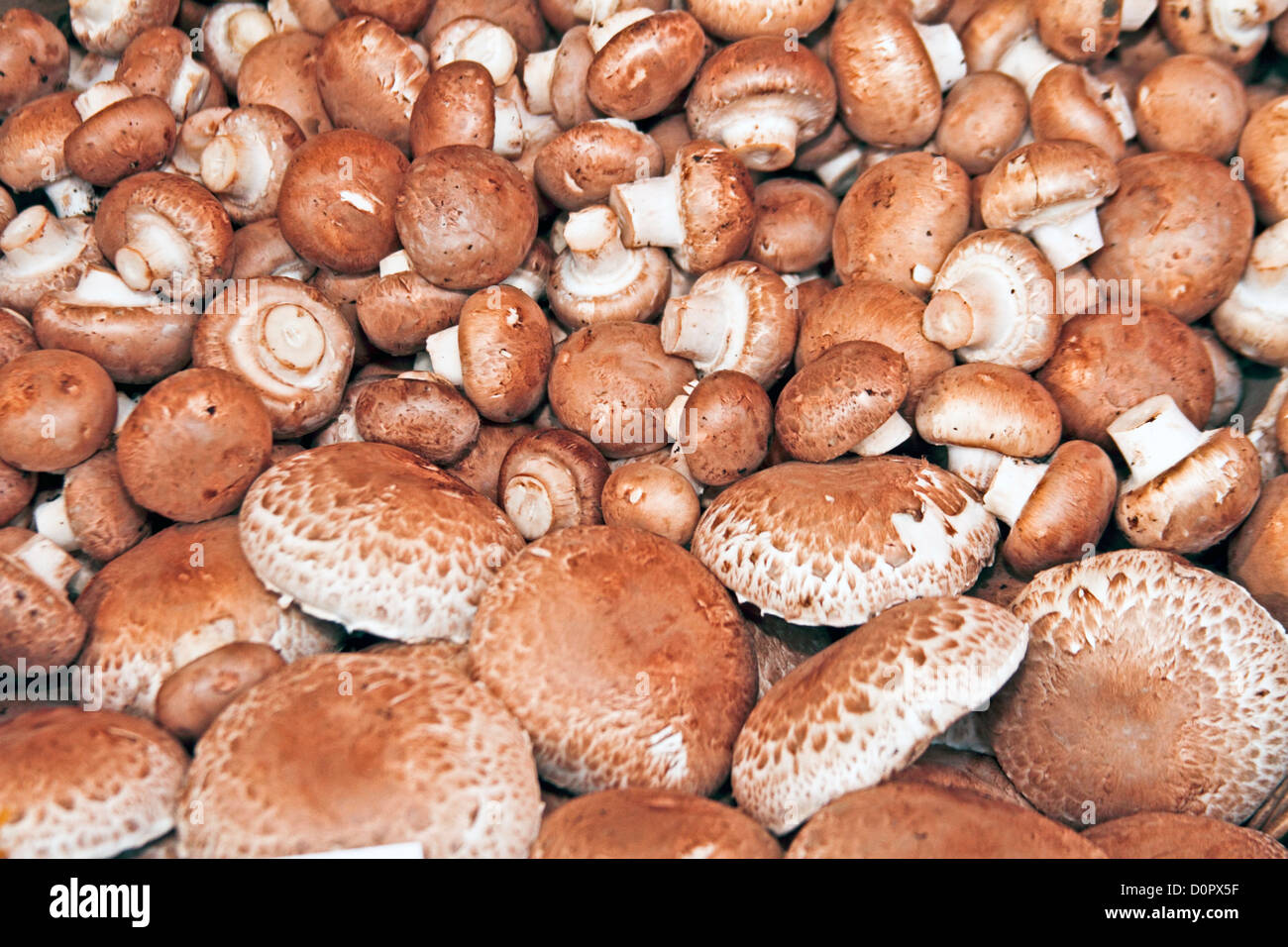 Mazzetto di funghi Foto Stock
