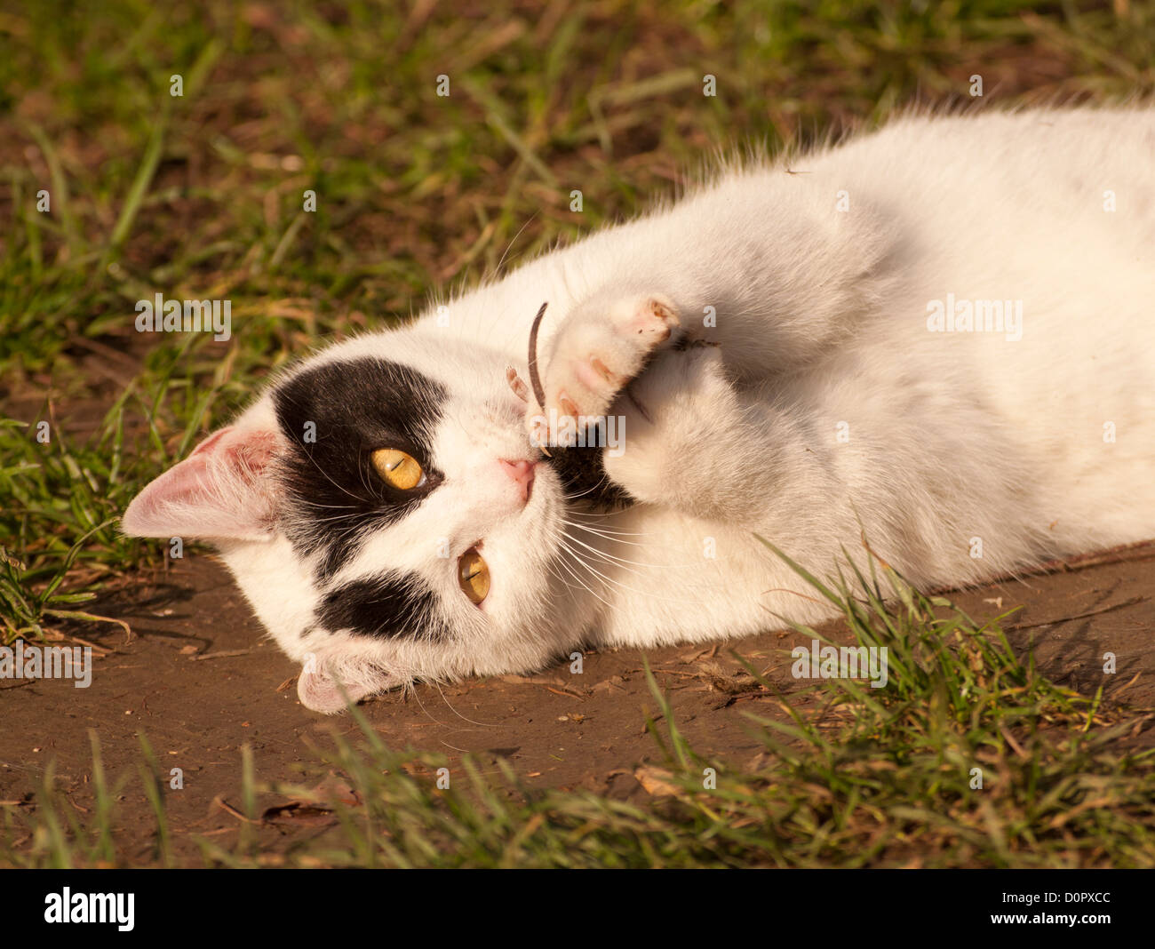 Gatto mangia mouse Foto Stock