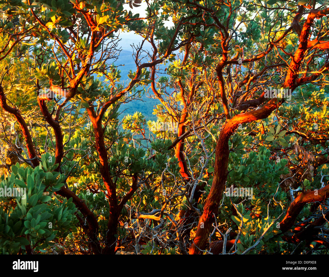 Alba sul Mogollon Rim, Coconino National Forest, Northern Arizona. Stati Uniti d'America. Durante l'estate. Impianto Manzanita. Foto Stock