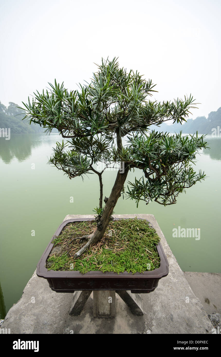 Bonsai Tree Ngoc Son Temple Hanoi Vietnam // HANOI, Vietnam - Bonsai al Tempio della montagna di Giada (Tempio di Ngoc Son) sul Lago Hoan Kiem nel cuore del centro storico di Hanoi. Il tempio è stato fondato sulla piccola isola di Jade vicino alla riva settentrionale del lago nel XVIII secolo ed è in onore del leader militare del XIII secolo Tran Hung Dao. Foto Stock