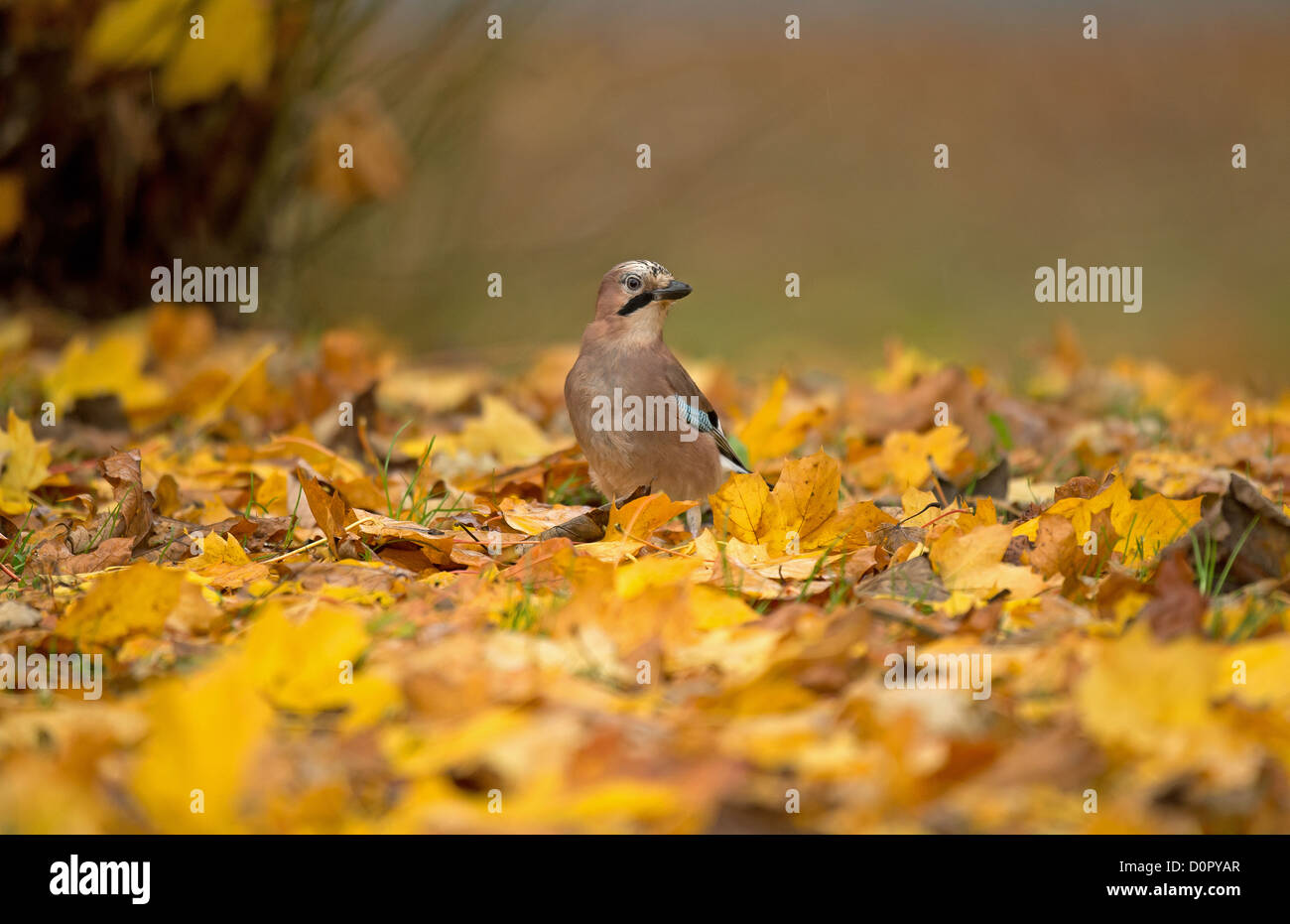 Jay tra foglie di autunno alla ricerca di cibo Foto Stock