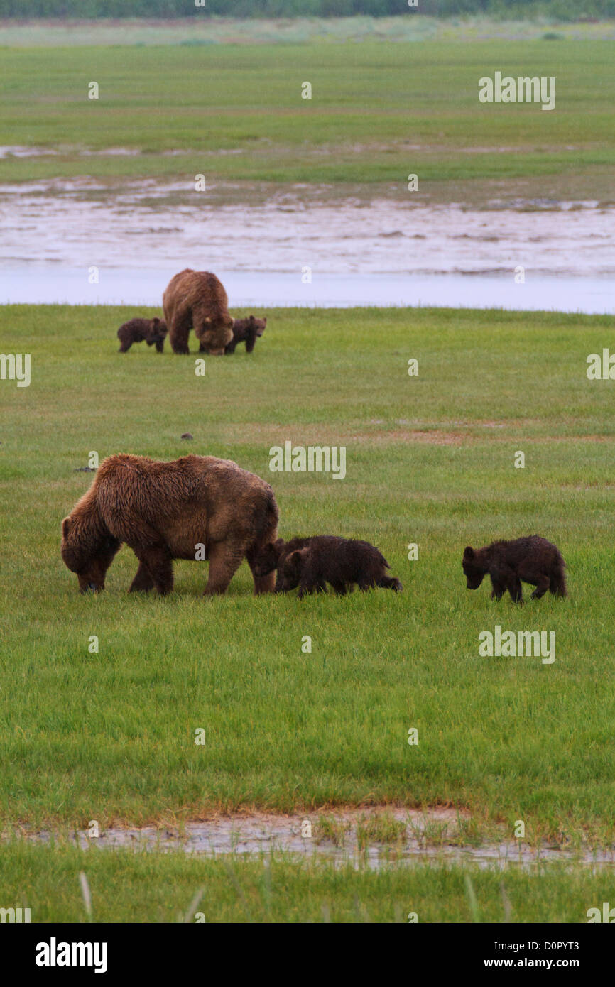 Un marrone o Orso grizzly seminare con molla cubs, il Parco Nazionale del Lago Clark, Alaska. Foto Stock