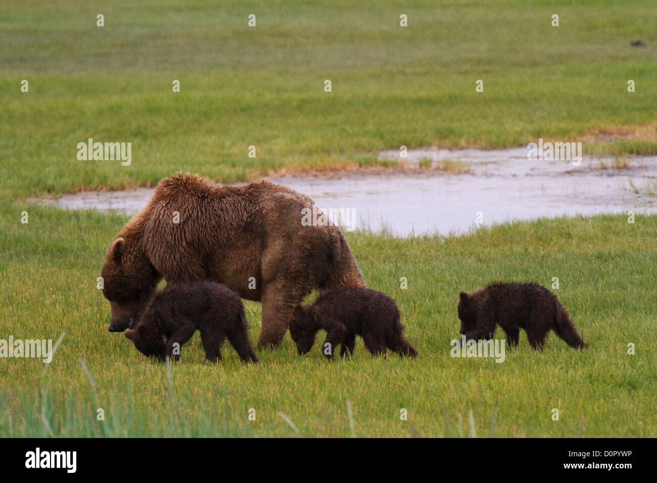 Un marrone o Orso grizzly seminare con molla cubs, il Parco Nazionale del Lago Clark, Alaska. Foto Stock