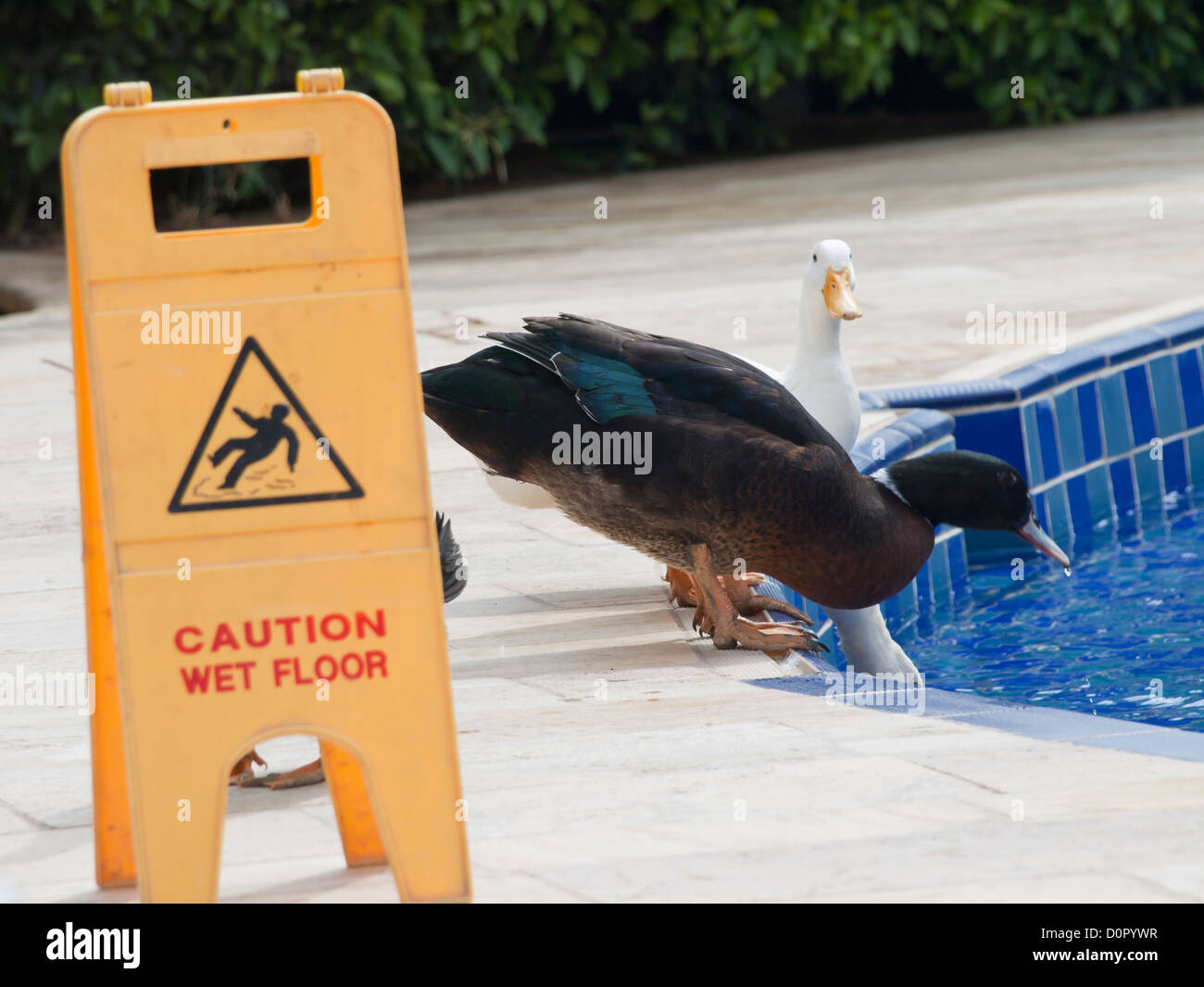Attenzione pavimento bagnato, accedi alla guida lucertole da mare e anatre a una piscina in Aqaba Giordania Foto Stock