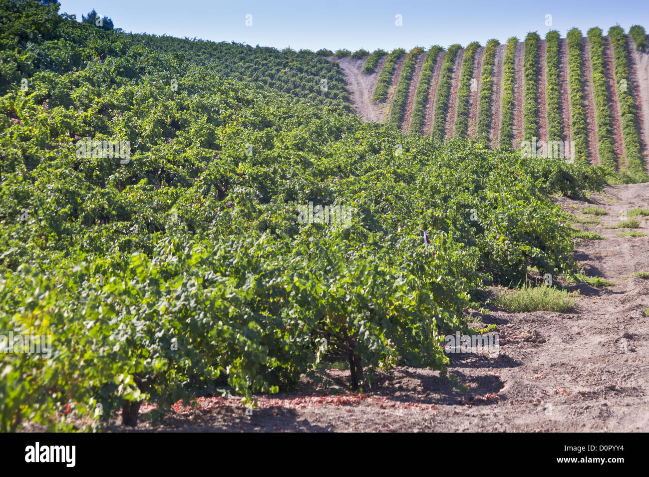 Le colline di vino Vigna del paese Foto Stock