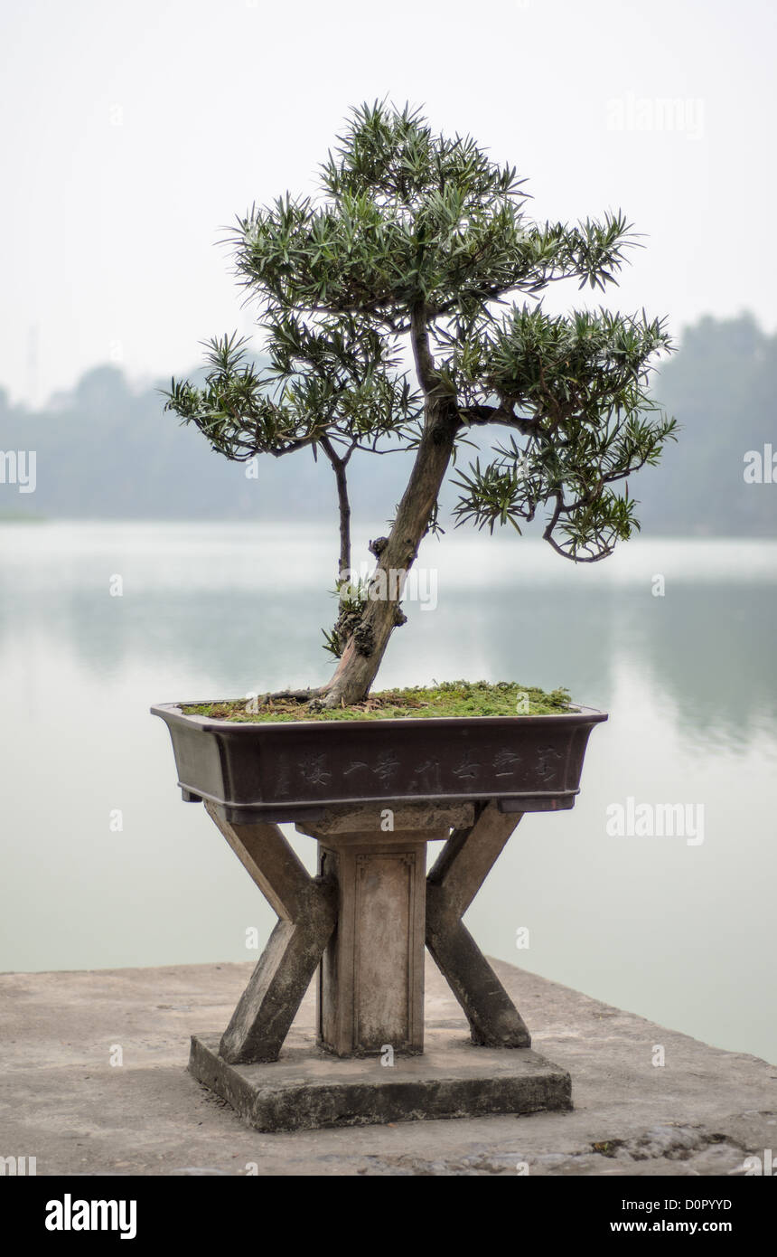 HANOI, Vietnam - Un impianto di bonsai su un piedistallo in legno presso il  Tempio della montagna di Giada, con il lago Hoan Kiem in background. Hanoi  Foto stock - Alamy