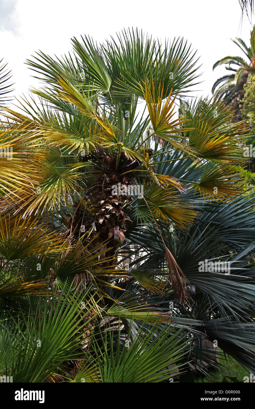 Ventola Europeo Palm o ventola Mediterraneo Palm, chamaerops humilis, Arecaceae, Mediterraneo, Europa. Foto Stock