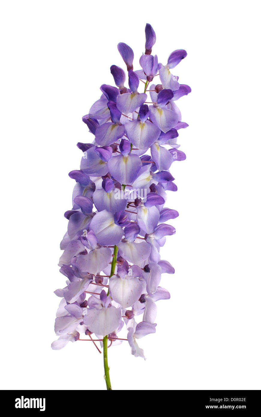 Fiori di glicine Foto Stock