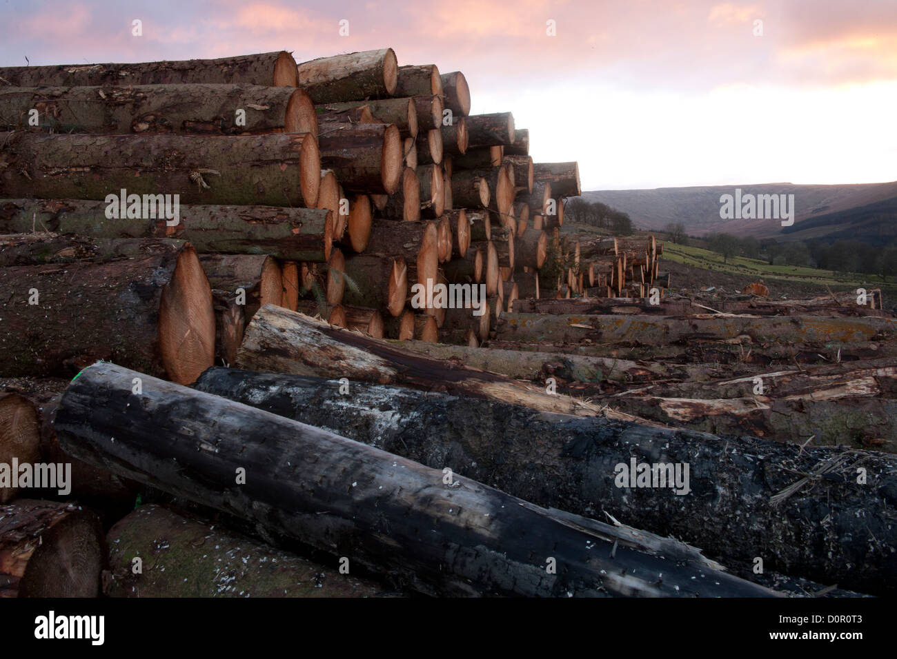 Legname abbattuto  tronchi pronti per la raccolta dal sito di registrazione nei pressi di Hawes nel Nord Yorkshire Dales, REGNO UNITO Foto Stock