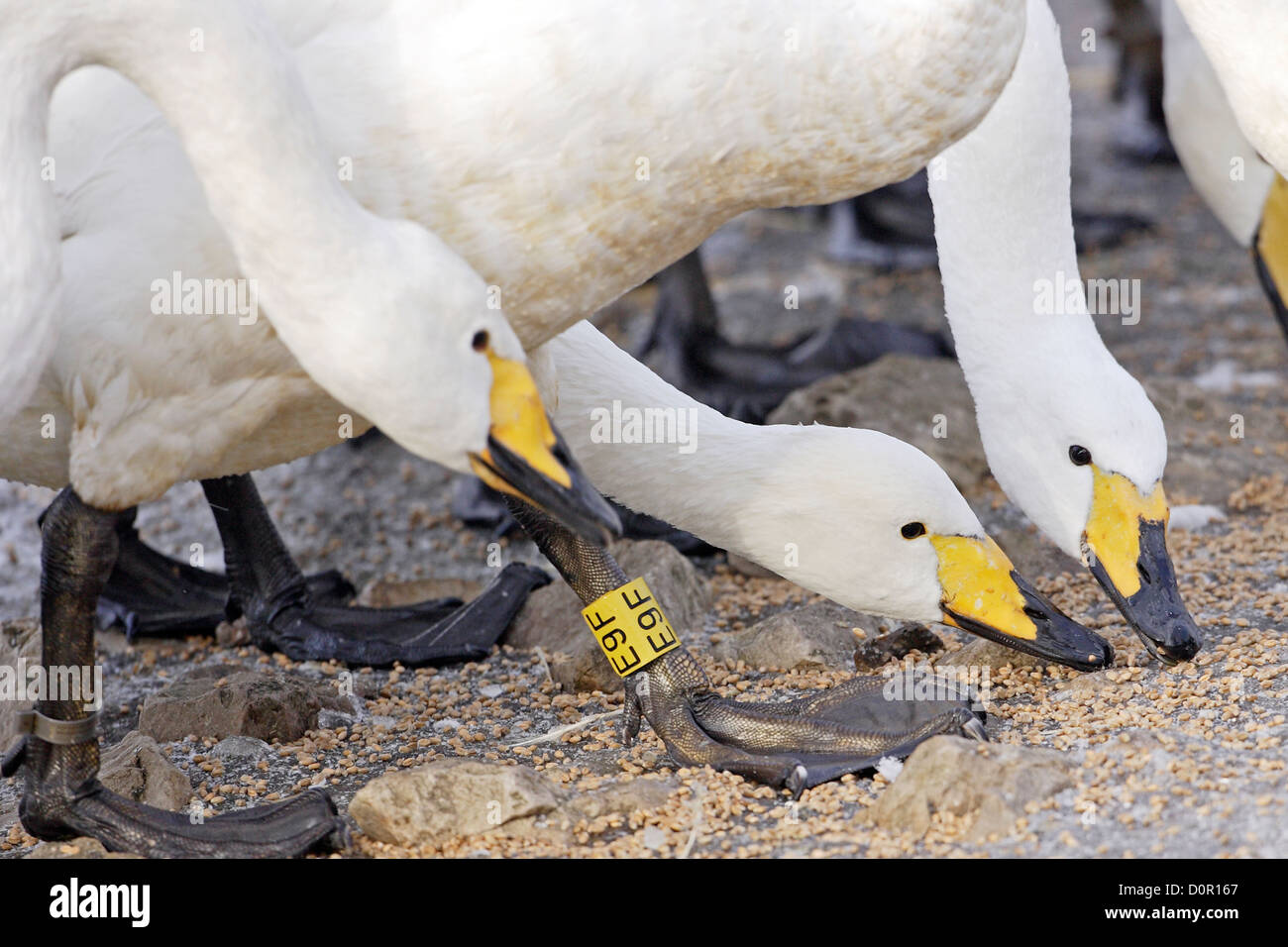 Adulto Whooper cigni(Cygnus cygnus) alimentazione sul grano che è stato fornito accanto a un lago a integrare la loro dieta in inverno. Foto Stock