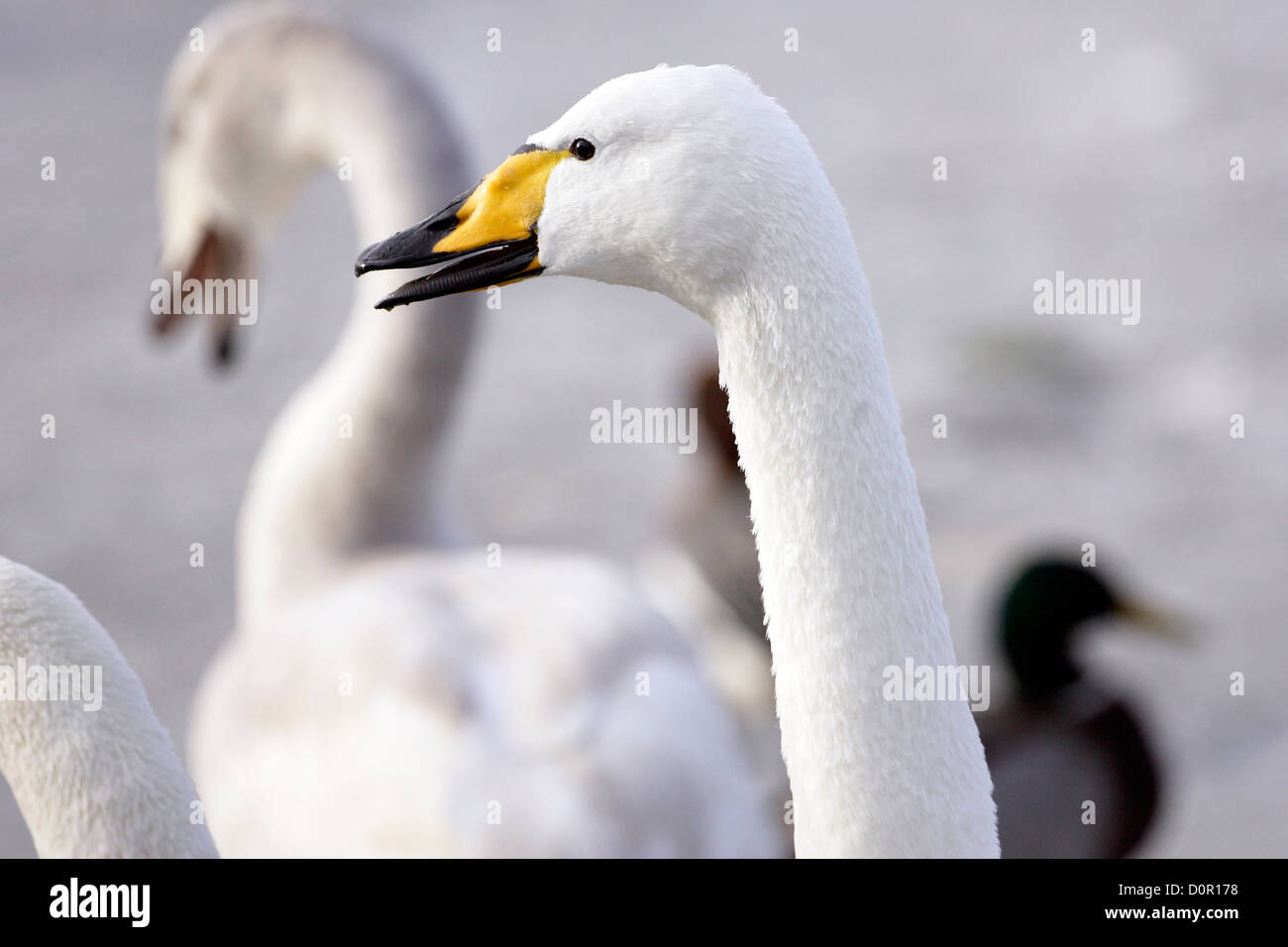 Un ritratto di un adulto Whooper Swan (Cygnus cygnus). Foto Stock