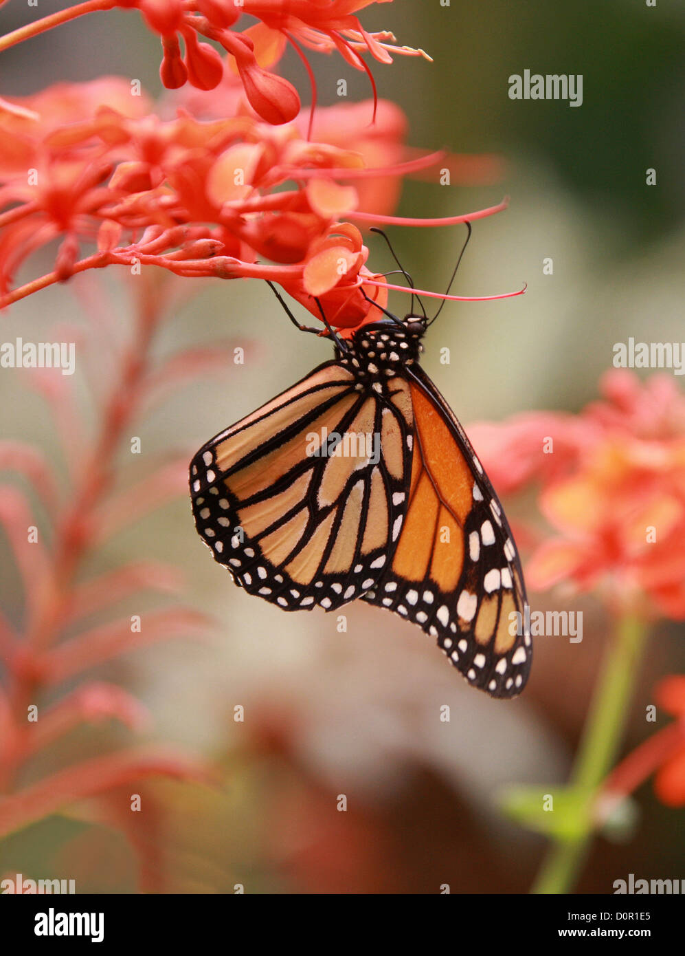Farfalla monarca, Danaus plexippus, Papilionoidea, Nymphalidae, Lepidotteri. Aka il Milkweed o Wanderer Butterfly. Stati Uniti d'America. Foto Stock