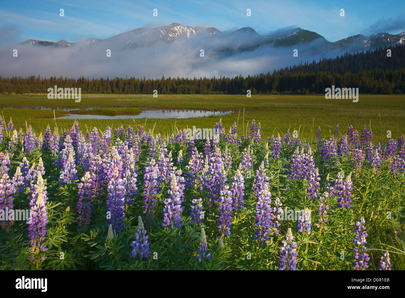 Di lupino in Il Parco Nazionale del Lago Clark, Alaska. Foto Stock