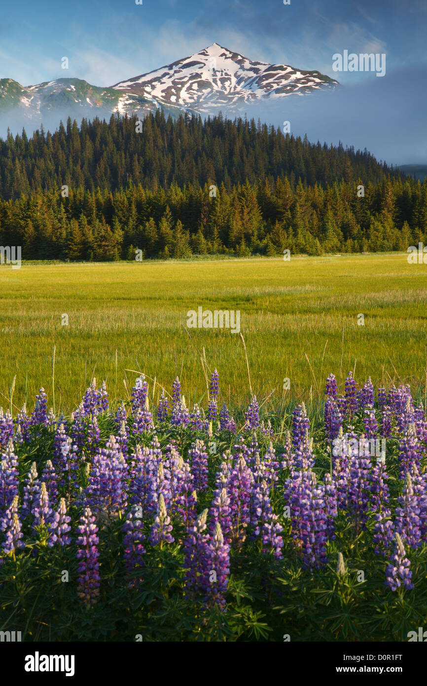 Di lupino in Il Parco Nazionale del Lago Clark, Alaska. Foto Stock