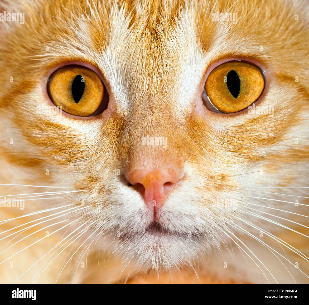Chiuda il gatto Foto Stock