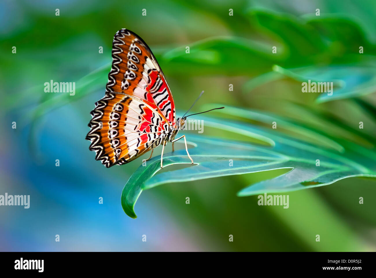 Leopard Lacewing butterfly arroccato su una foglia Foto Stock