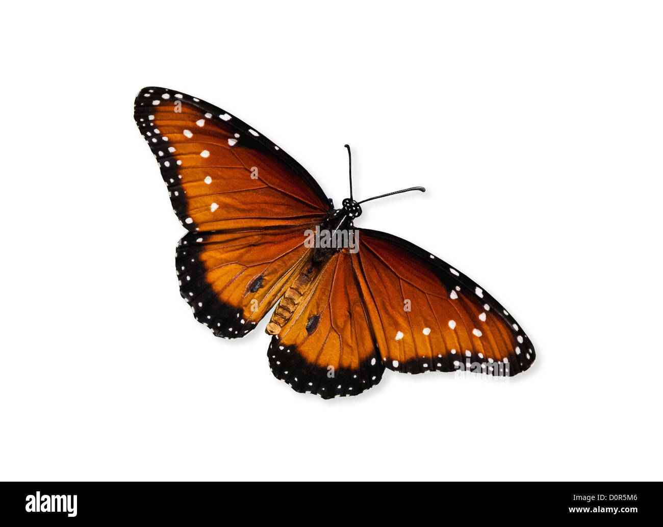 Regina butterfly (Danaus gilippus) Foto Stock