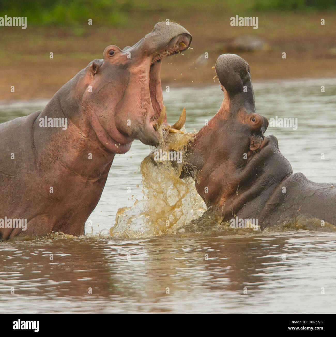 Ippopotamo combattimenti nelle acque al tramonto dam nel Parco Nazionale di Kruger Foto Stock
