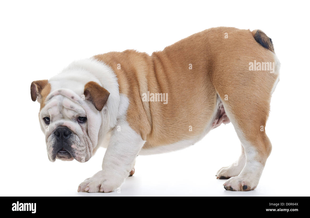 Bulldog inglese in piedi di fronte a uno sfondo bianco, profilo, guardando la fotocamera Foto Stock