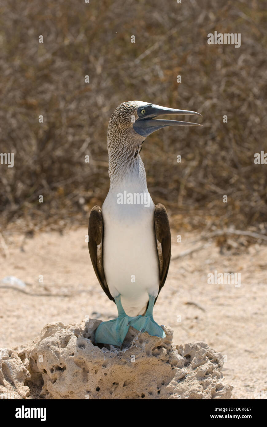 Blu-footed booby Foto Stock