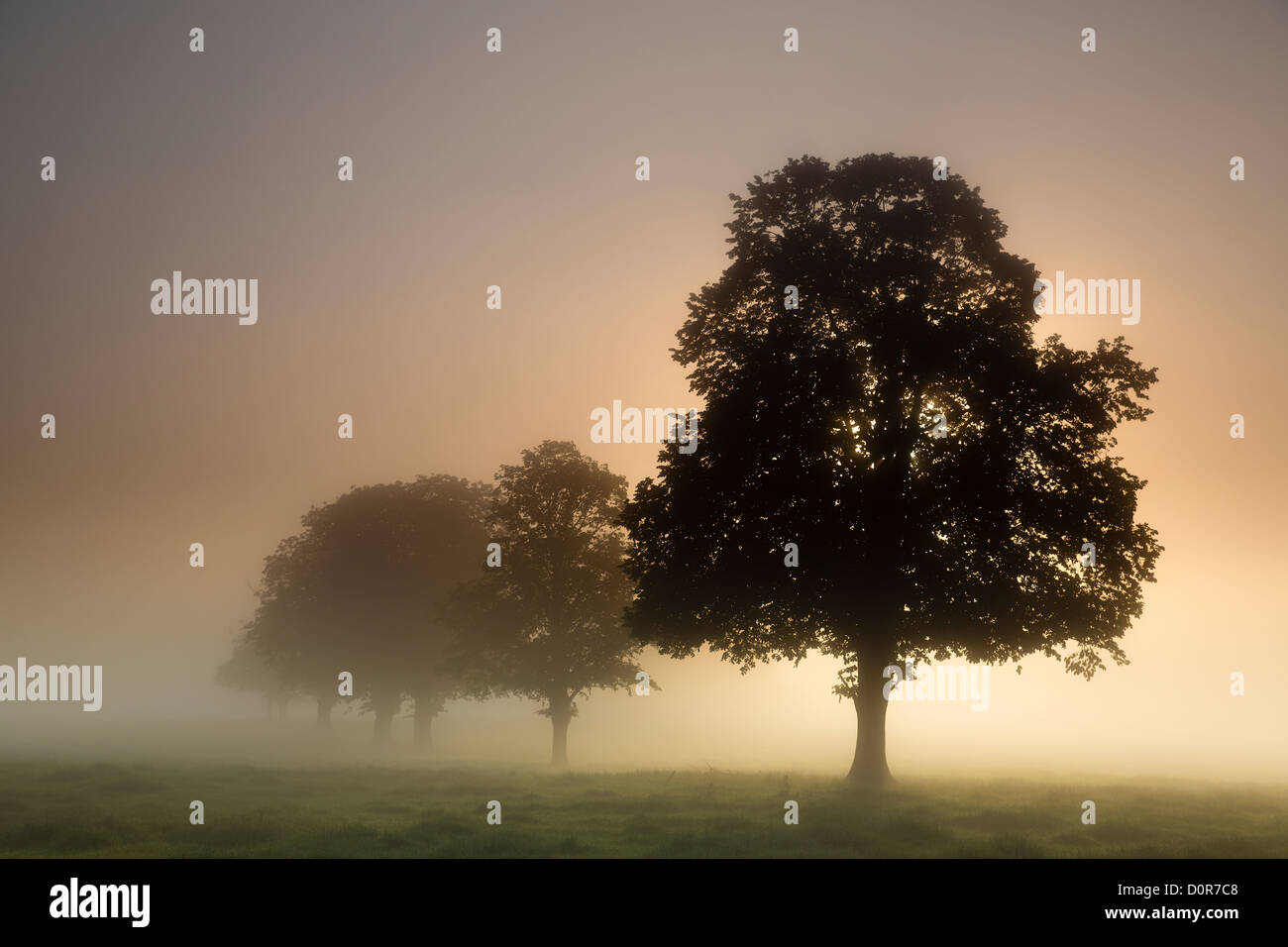 Una nebbiosa mattina vicino a Milborne Port, Somerset, Inghilterra, Regno Unito Foto Stock